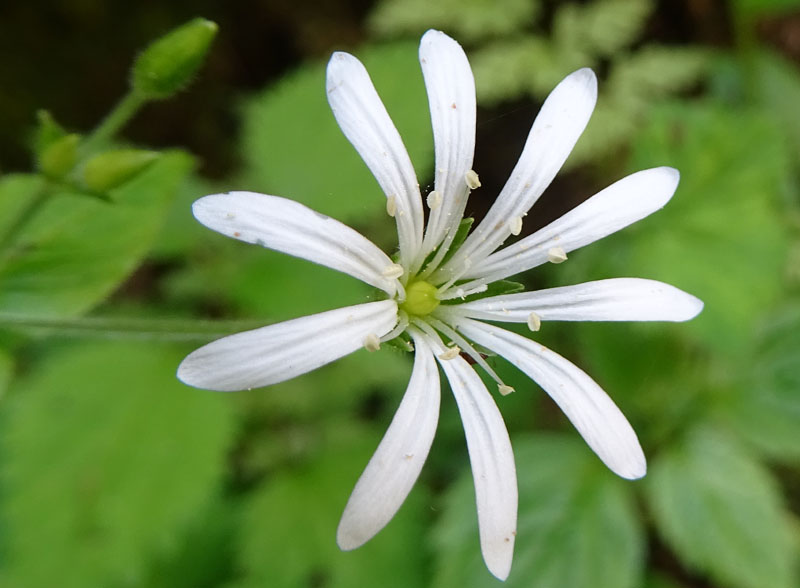 Stellaria nemorum subsp. nemorum / Centocchio dei boschi